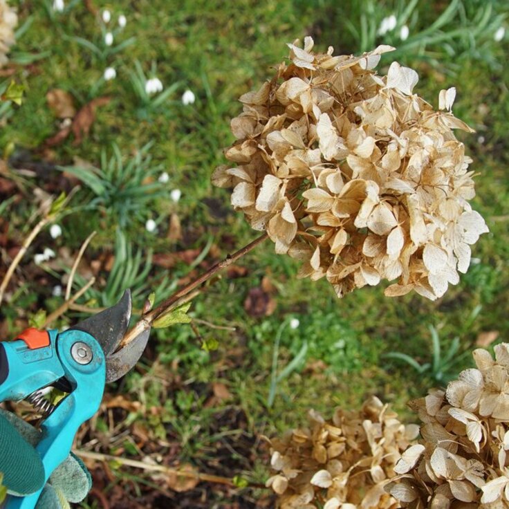 Pruning Hydrangeas: Essential Tips and Tricks (Gardening)