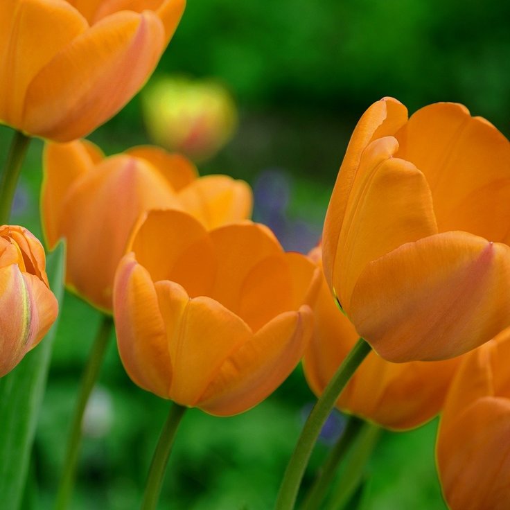 How to Incorporate Orange Tulips into Your Landscaping