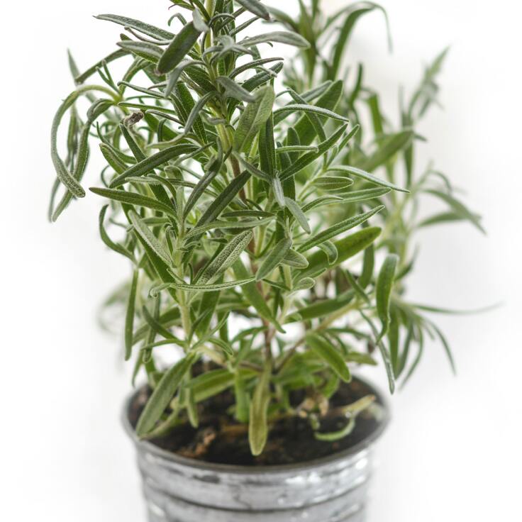 Rosemary: Symbolic Herb for Ascension (Plants, Trees, & Flowers)