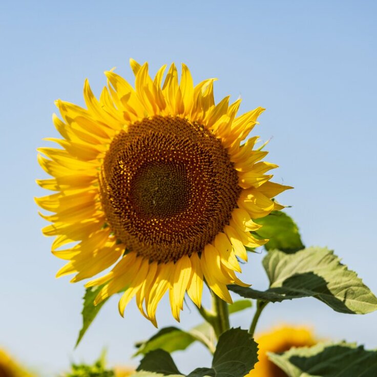 The Importance of Proper Sunflower Care