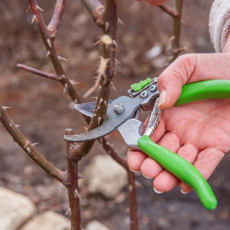 Pruning in Winter: What You Can Prune and When? (Gardening)