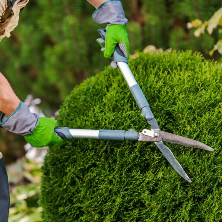February Pruning: A Delicate Balance (Monthly Gardening Tips)