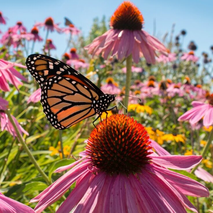 Embracing autumn: A floral feast for bees and butterflies