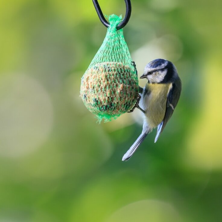 Transform Your Garden into a Bird Haven This Autumn (Garden Wildlife)