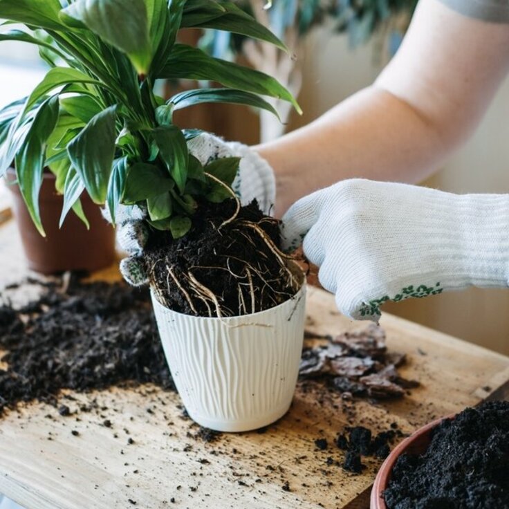 Key Advice for Repotting Houseplants (House plants)