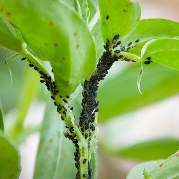 Identifying the Culprits: Understanding Plant Flies