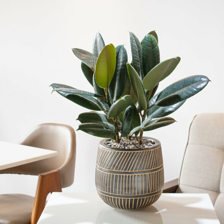 The Top 5 Large Houseplants for Your Home