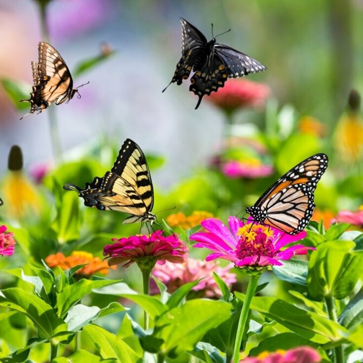 Creating a Vibrant Butterfly Garden (Garden Wildlife)