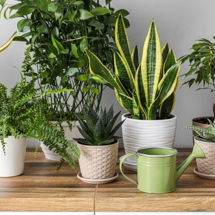 6 Simple Ways to Brighten Your Home with Houseplants This January (House plants)