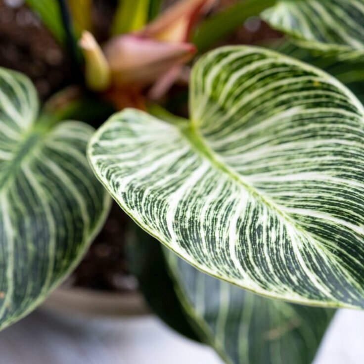 Houseplants in 2024: The trends for Galway and beyond