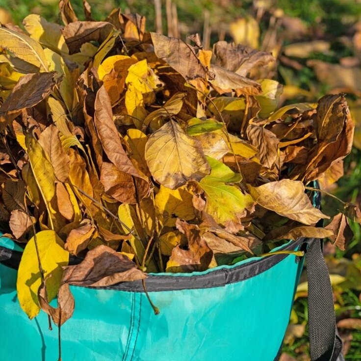 Composting in Autumn: A Friendly Guide to a Sustainable Fall (Soil & Plant Cultivation)