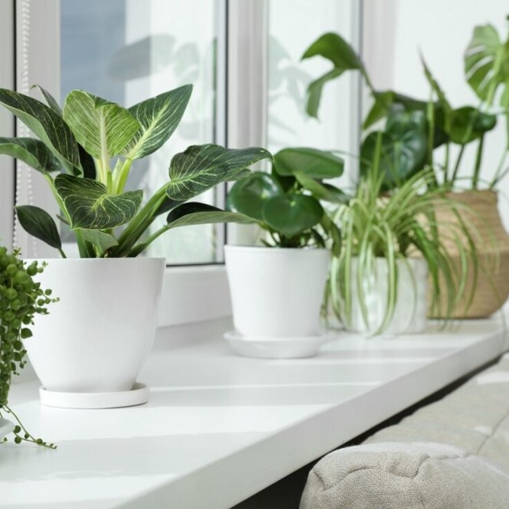 The 5 Best Houseplants for a Radiant Windowsill