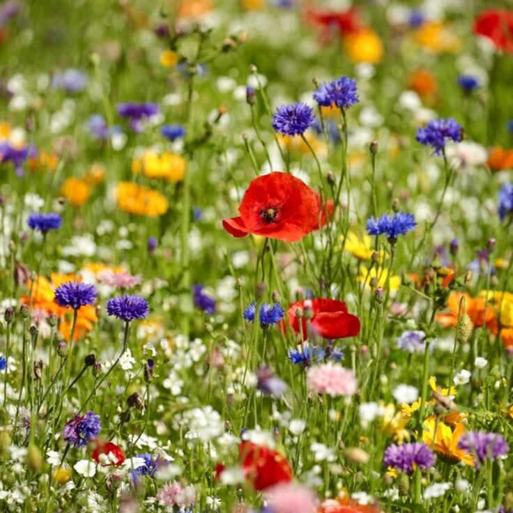 Cultivating Nature's Palette: A Comprehensive Guide to Wildflower Gardening