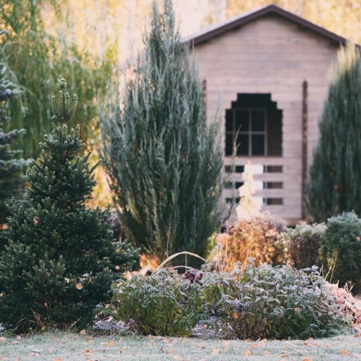 Create a Thriving Winter Garden This February (Gardening)