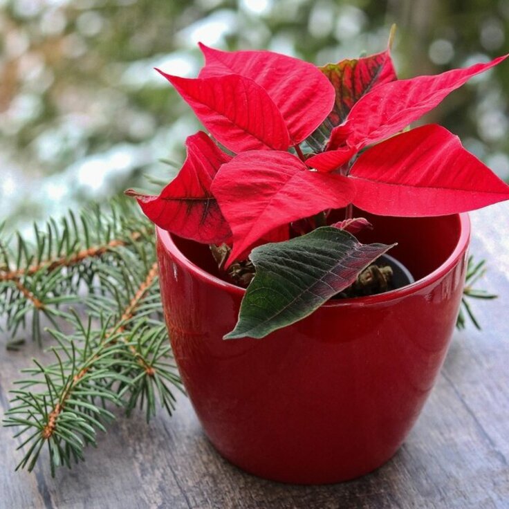 The Poinsettia: A Christmas Icon (Christmas)