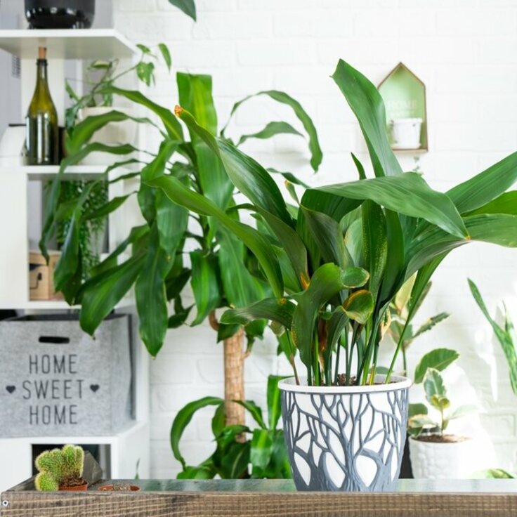 Indoor Plants: The Best Houseplants for the Winter Months (House plants)