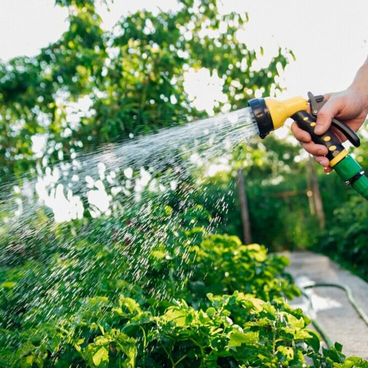 Four essential watering tips for your garden this summer (Plants, Trees, & Flowers)