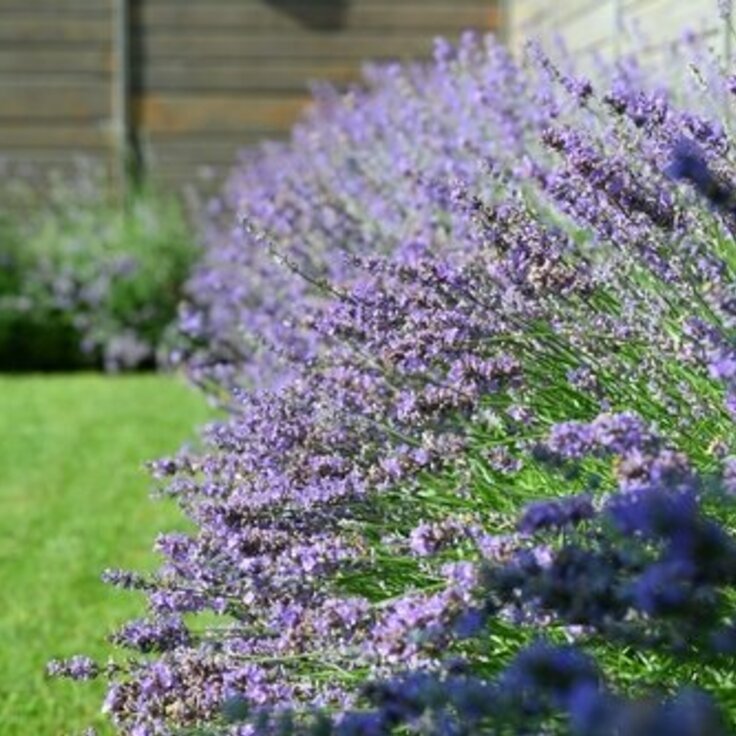 The 7 Most Fragrant Plants for Your Garden