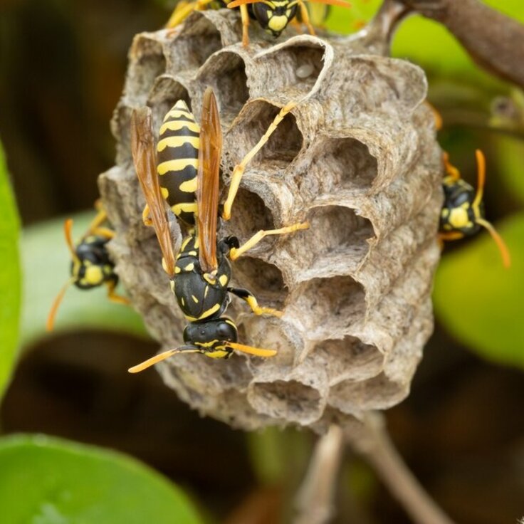 Effective Strategies for Wasp Nest Removal (Garden Wildlife)