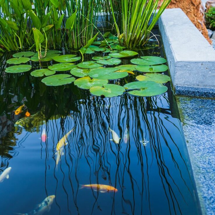 5 Reasons Your Garden Will Love a Pond (Garden Wildlife)